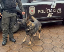 Operação Cidade Segura em Cascavel apreende 1,2 tonelada de droga no primeiro dia