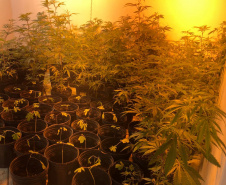Polícia Militar desmantela estufa de maconha em Campina Grande do Sul