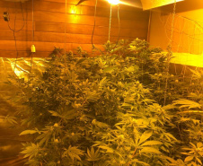 Polícia Militar desmantela estufa de maconha em Campina Grande do Sul