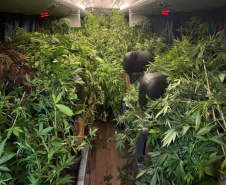 Polícia Militar desmantela estufa de maconha em Campina Grande do Sul