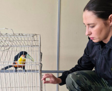 Batalhão de Polícia Ambiental orienta como proceder entrega voluntária de animais silvestres