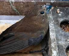 Batalhão de Polícia Ambiental orienta como proceder entrega voluntária de animais silvestres