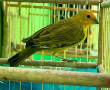 Batalhão de Polícia Ambiental orienta como proceder entrega voluntária de animais silvestres