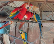 Batalhão de Polícia Ambiental orienta como proceder entrega voluntária de animais silvestres