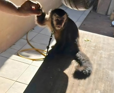 Batalhão de Polícia Ambiental orienta como proceder entrega voluntária de animais silvestres