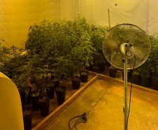 PMPR encontra nova estufa e apreensões passam de mil pés de maconha em Campina Grande do Sul
