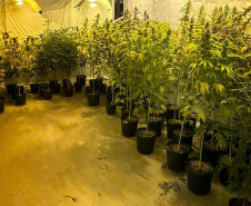  PMPR encontra nova estufa e apreensões passam de mil pés de maconha em Campina Grande do Sul
