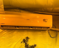  PMPR encontra nova estufa e apreensões passam de mil pés de maconha em Campina Grande do Sul