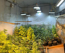  PMPR encontra nova estufa e apreensões passam de mil pés de maconha em Campina Grande do Sul