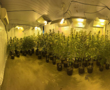  PMPR encontra nova estufa e apreensões passam de mil pés de maconha em Campina Grande do Sul