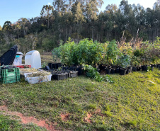  PMPR encontra nova estufa e apreensões passam de mil pés de maconha em Campina Grande do Sul