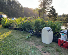  PMPR encontra nova estufa e apreensões passam de mil pés de maconha em Campina Grande do Sul