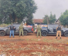 PMPR apreende 4,1 toneladas de maconha em Toledo e Umuarama