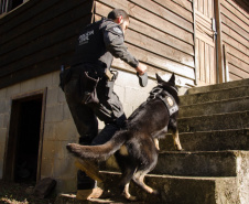 Detecção de drogas, armas e até explosivos: núcleo de cães da PCPR completa 13 anos