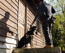 Detecção de drogas, armas e até explosivos: núcleo de cães da PCPR completa 13 anos