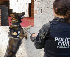 Detecção de drogas, armas e até explosivos: núcleo de cães da PCPR completa 13 anos