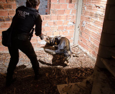 Detecção de drogas, armas e até explosivos: núcleo de cães da PCPR completa 13 anos