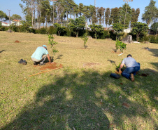 150 árvores frutíferas são plantadas em Unidade de Progressão de Ponta Grossa