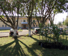 150 árvores frutíferas são plantadas em Unidade de Progressão de Ponta Grossa