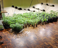 PMPR descobre estufas com 327 pés de maconha em Curitiba e apreende fuzil no Litoral