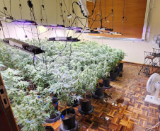 PMPR descobre estufas com 327 pés de maconha em Curitiba e apreende fuzil no Litoral