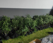 PMPR descobre estufas com 327 pés de maconha em Curitiba e apreende fuzil no Litoral
