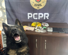 PCPR prende sete pessoas por crimes distintos em Rio Negro