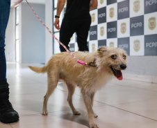 Policiais civis adotam cachorrinha que "pediu ajuda" para salvar os filhotes