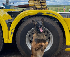  Cão Logan, da Polícia Penal, encontra entorpecentes escondidos em carreta 
