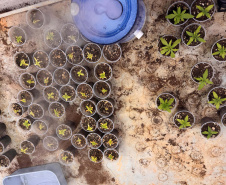PCPR desmonta esquema para produção de maconha em Piraquara