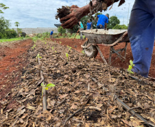 Pessoas privadas de liberdade participam de curso de planejamento de hortaliças em Cascavel