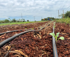 Pessoas privadas de liberdade participam de curso de planejamento de hortaliças em Cascavel