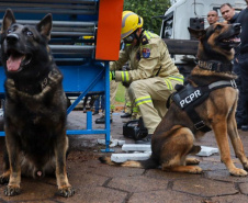 Cães da PCPR ajudaram a apreender 2,8 toneladas de drogas em 2024
