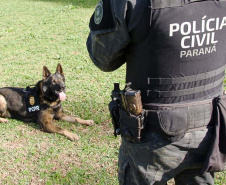 Cães da PCPR ajudaram a apreender 2,8 toneladas de drogas em 2024