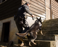 Cães da PCPR ajudaram a apreender 2,8 toneladas de drogas em 2024