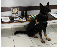 Cães da PCPR ajudaram a apreender 2,8 toneladas de drogas em 2024