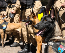 Reforço nas estradas: DER/PR entrega 36 viaturas e 5 cães ao Batalhão de Polícia Rodoviária