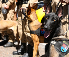 Reforço nas estradas: DER/PR entrega 36 viaturas e 5 cães ao Batalhão de Polícia Rodoviária