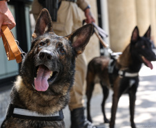 Reforço nas estradas: DER/PR entrega 36 viaturas e 5 cães ao Batalhão de Polícia Rodoviária