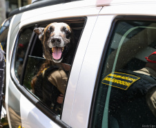Reforço nas estradas: DER/PR entrega 36 viaturas e 5 cães ao Batalhão de Polícia Rodoviária