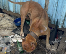  PCPR prende homem por maus tratos e resgata animais em Curitiba 