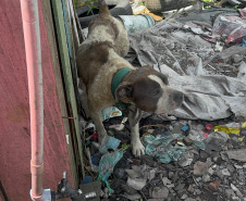  PCPR prende homem por maus tratos e resgata animais em Curitiba 