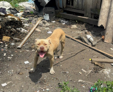  PCPR prende homem por maus tratos e resgata animais em Curitiba 