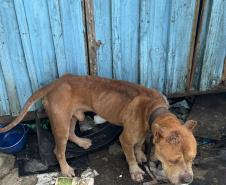  PCPR prende homem por maus tratos e resgata animais em Curitiba 