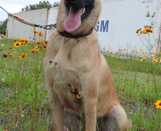 Com nome inspirado na técnica, Raman é o 1º integrante canino da Polícia Científica