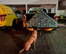 PMPR E PF apreendem 104kg de pasta base de cocaína em Cruzeiro do Oeste