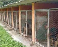 PCPR resgata mais de 60 cães vítimas de maus-tratos em canil de Almirante Tamandaré