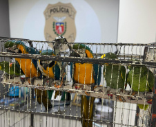 PCPR resgata araras e papagaios vítimas do tráfico de animais em Curitiba