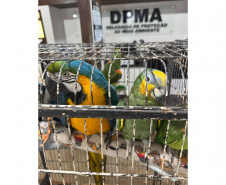 PCPR resgata araras e papagaios vítimas do tráfico de animais em Curitiba