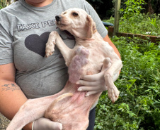 PCPR resgata mais de 130 cães vítimas de maus tratos e prende mulher em flagrante em Bocaiuva do Sul